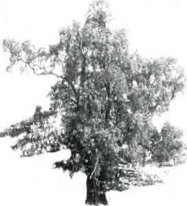 2009-Winter--Mclouglin-Tree