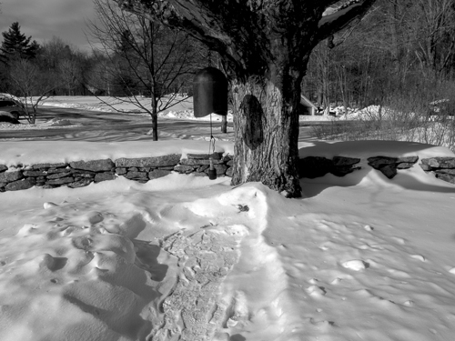 black and white, old maple in snow with bell hanging