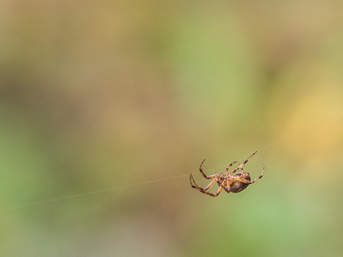 closeup of spider on horizontal silk, soft green bokeh