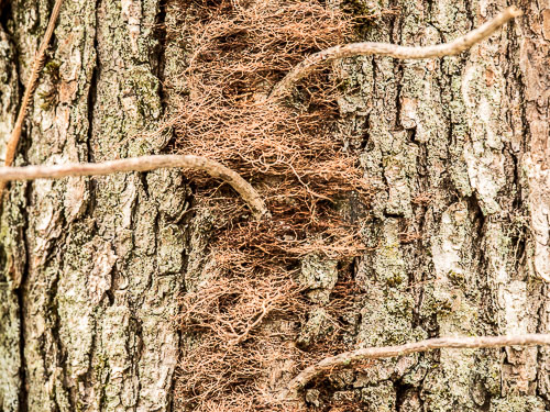 closeup of poison ivy roots on tree bark