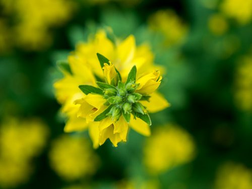 yellow weed flower with green and yellow bokeh