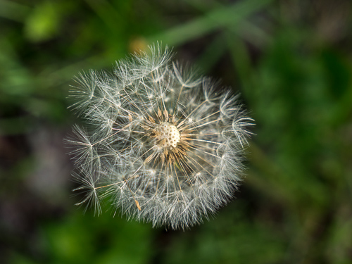 closeup of dandelion with some impermanence