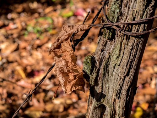 closeup of brown leaf caught in rusty barbed-wired fence