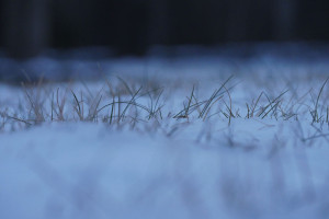 snowgrass